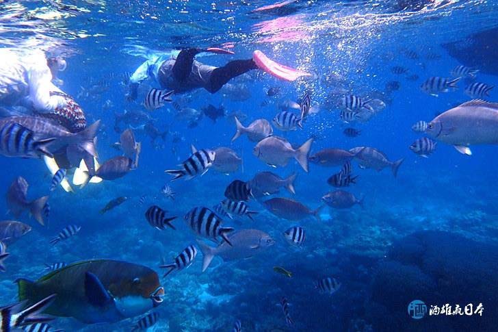 Swimming with a school of fish.