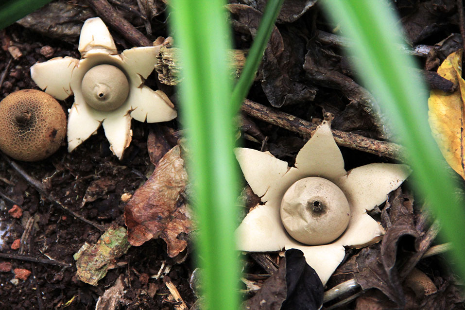 hexagonal star-shaped mushrooms
