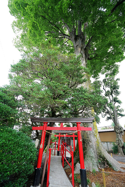 Minami Inari Shrine