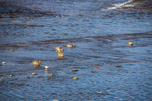 Birds Playing in the Water