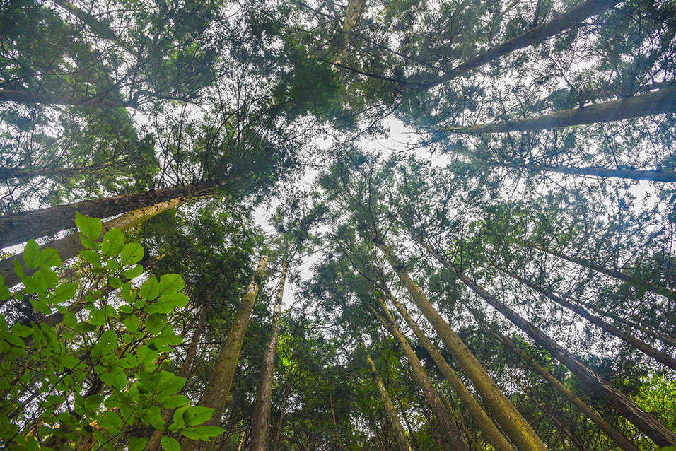 The trees along Shiraiwa Falls Hiking Course