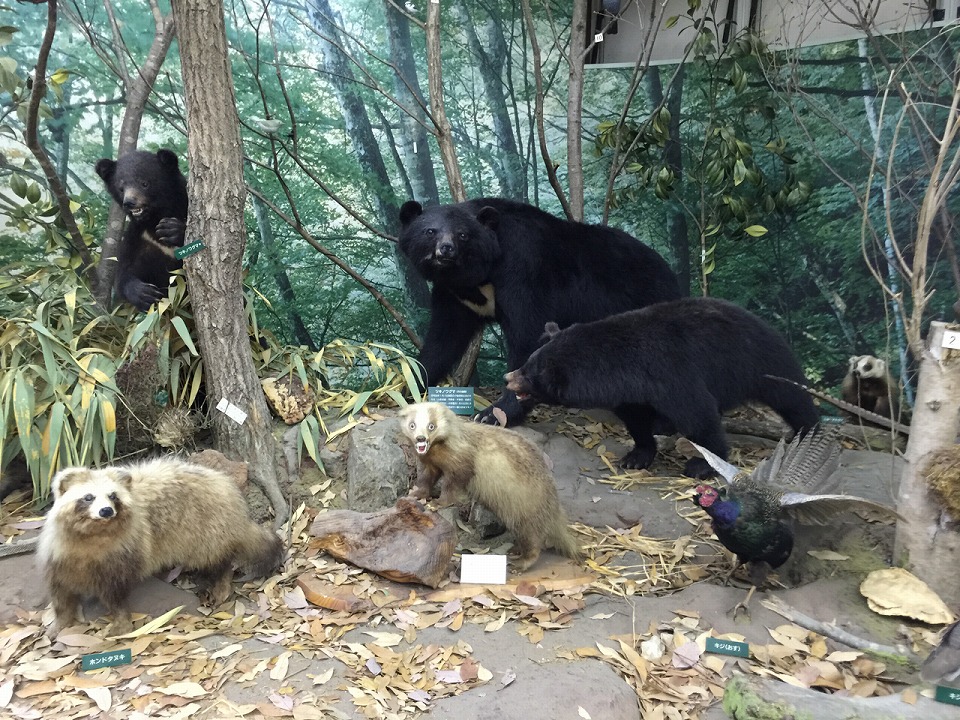 檜原村の野生動物