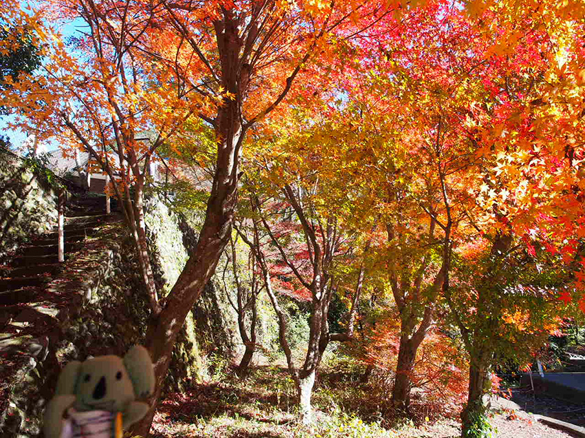 紅葉
