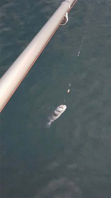 釣り
