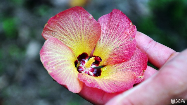 Native plants of the Ogasawara Islands