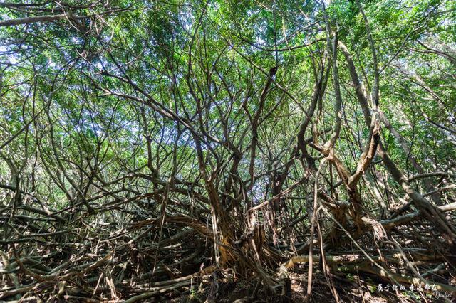 A special ancient tree