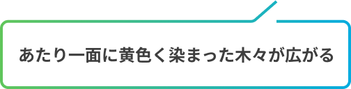 あたり一面に黄色く染まった木々が広がる