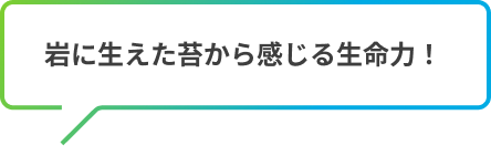 岩に生えた苔から感じる生命力！