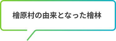 檜原村の由来となった檜林