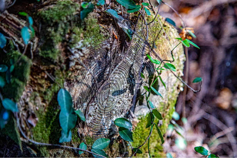 苔と芽が生えた小さな切り株