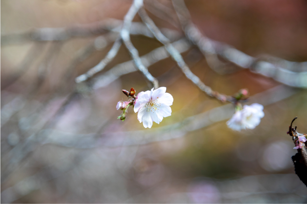 葉の落ちた木に薄桃色の花