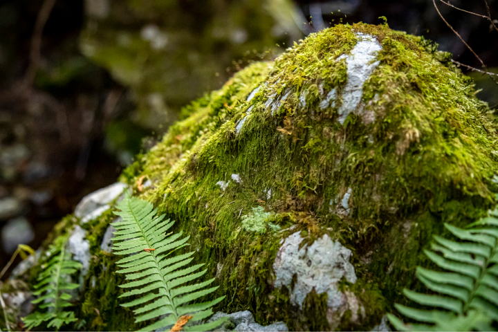 苔に覆われた岩