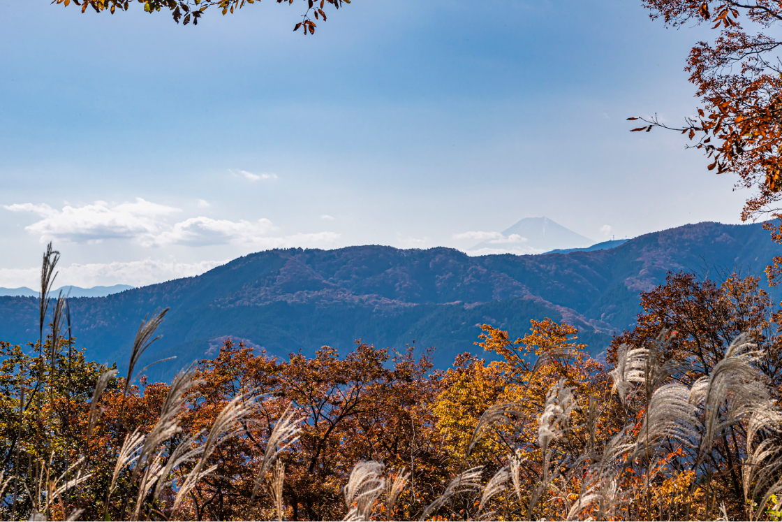 手前にはススキ、遠くにうっすらと富士山が見える