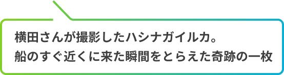 横田さんが撮影したハシナガイルカ。船のすぐ近くに来た瞬間をとらえた奇跡の一枚
            