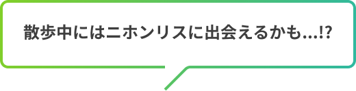 散歩中にはニホンリスに出会えるかも...!?