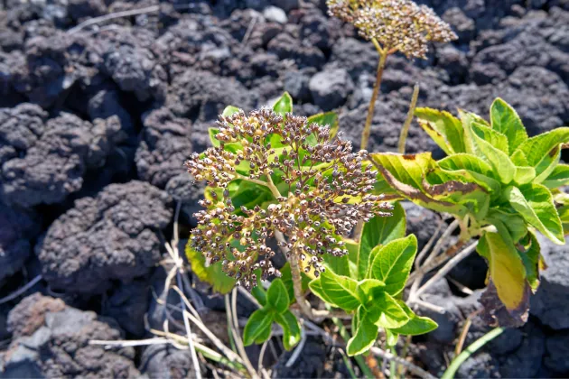 遊歩道に咲く植物