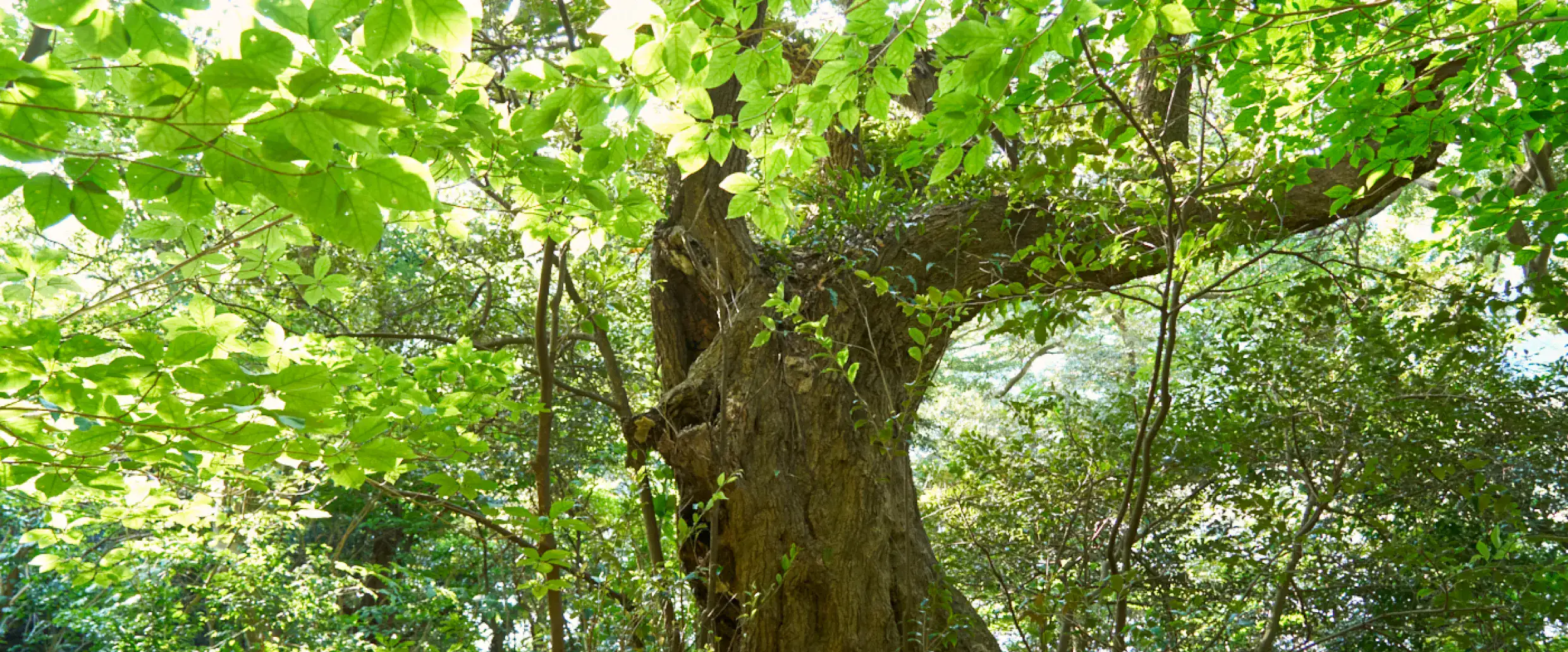 緑の葉が美しい大きな木