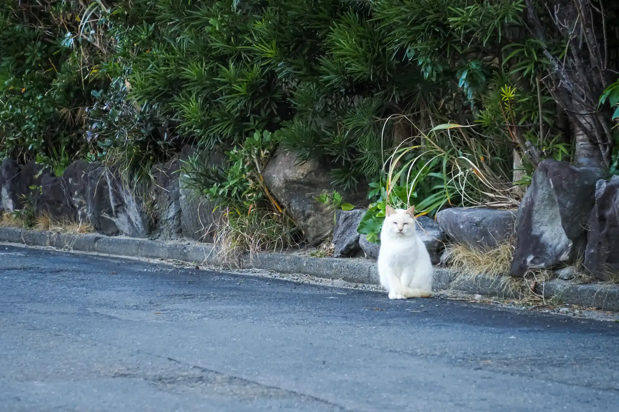 道路の向かい側からこちらを見つめる白いにゃんこ