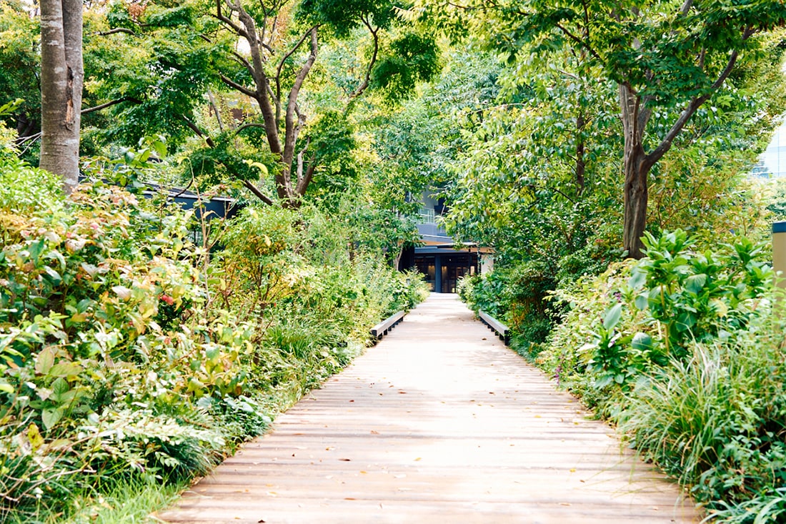 様々な種類の植物に囲まれた遊歩道
