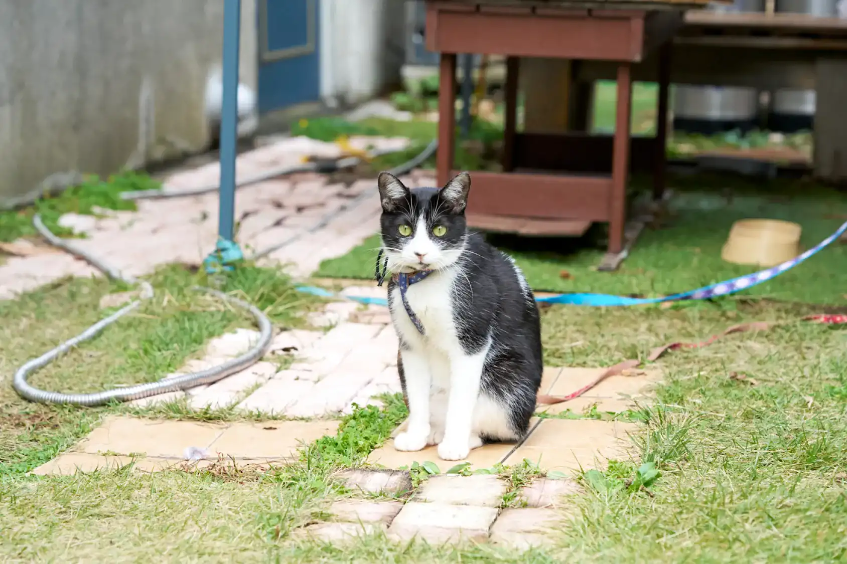 白と黒の柄の猫