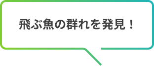 飛ぶ魚の群れを発見！