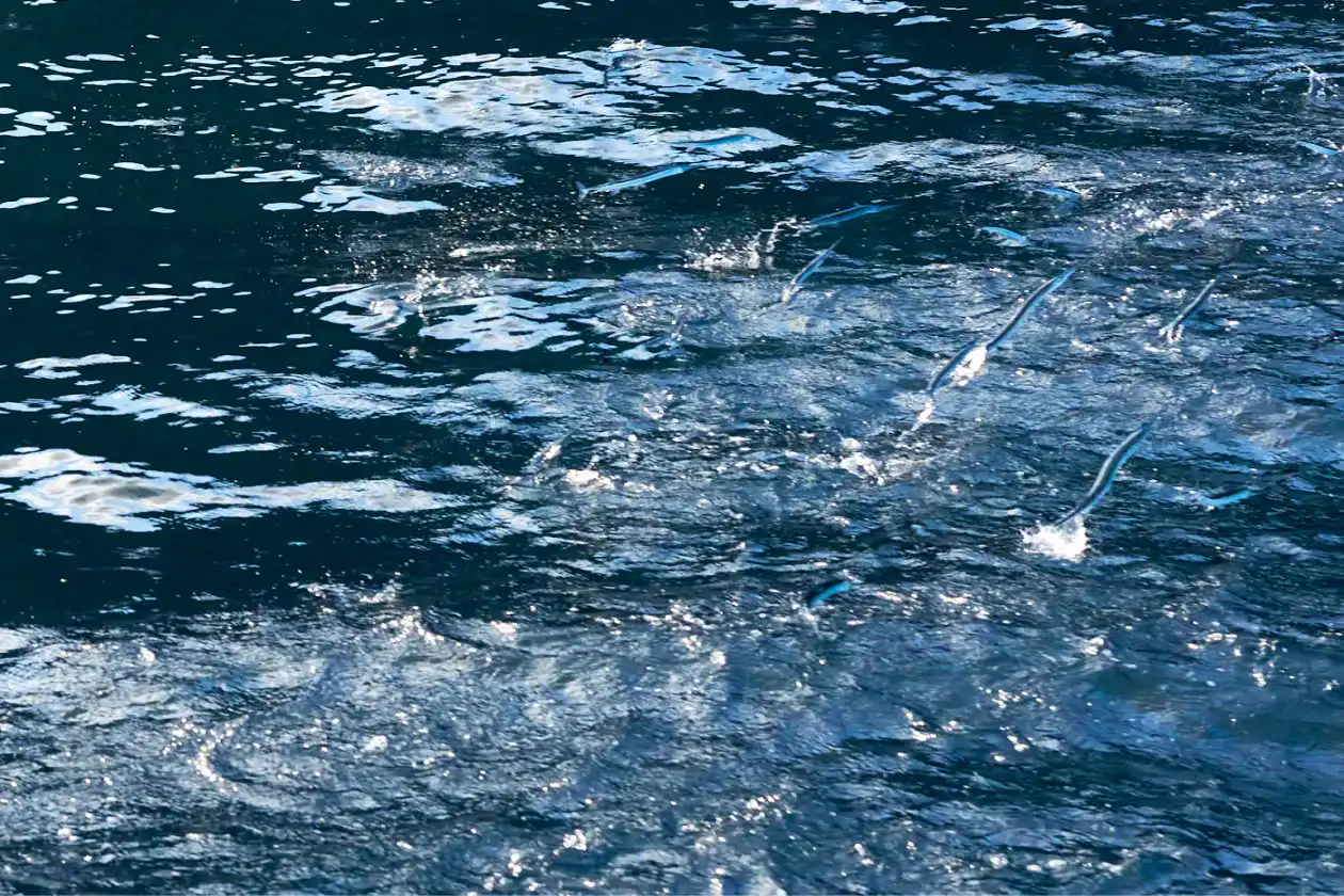 飛ぶ魚の群れ