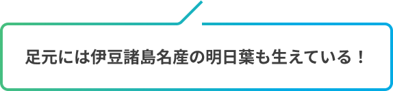 足元には伊豆諸島名産の明日葉も生えている！