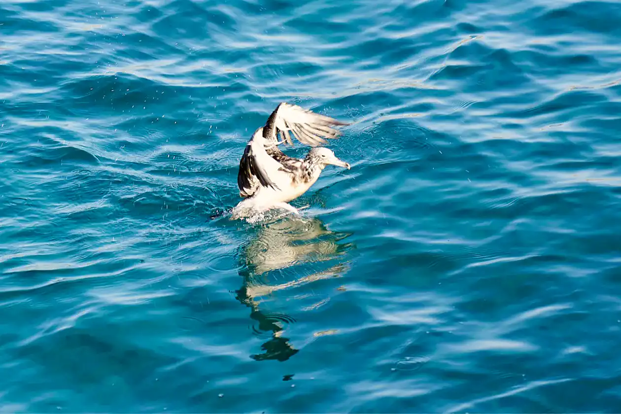 海鳥の写真