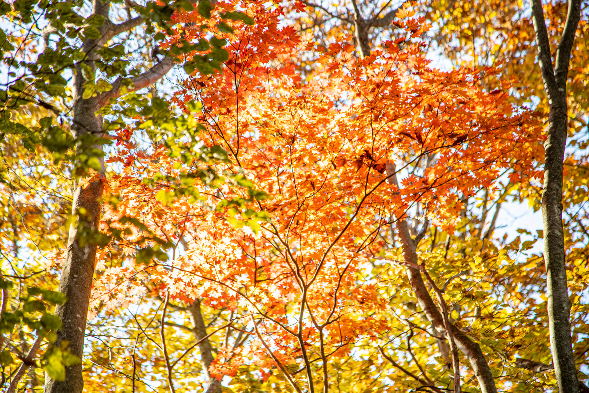 東京都の隠れた名山浅間嶺の紅葉