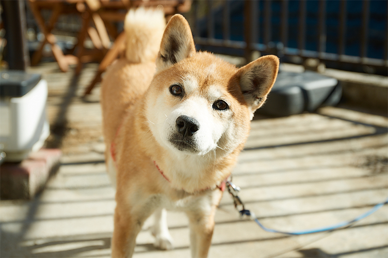看板犬のりんちゃんがお出迎え。
